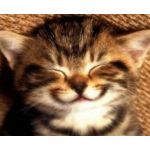 ごめん猫