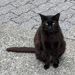 Kuro