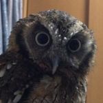 ベリアル