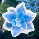 紫陽花猫