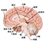 医者の卵（賞味期限切れ）