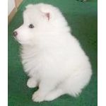 白いわんちゃん☆彡