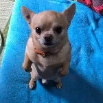 パック