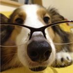 あおだいすき。