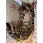 クロネコ