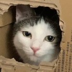 だいこん くつした