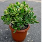 鉢植え