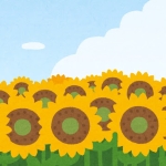wki